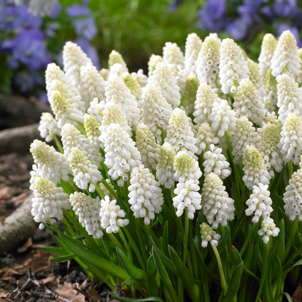 Muscari 'White Magic' (Grape Hyacinth)