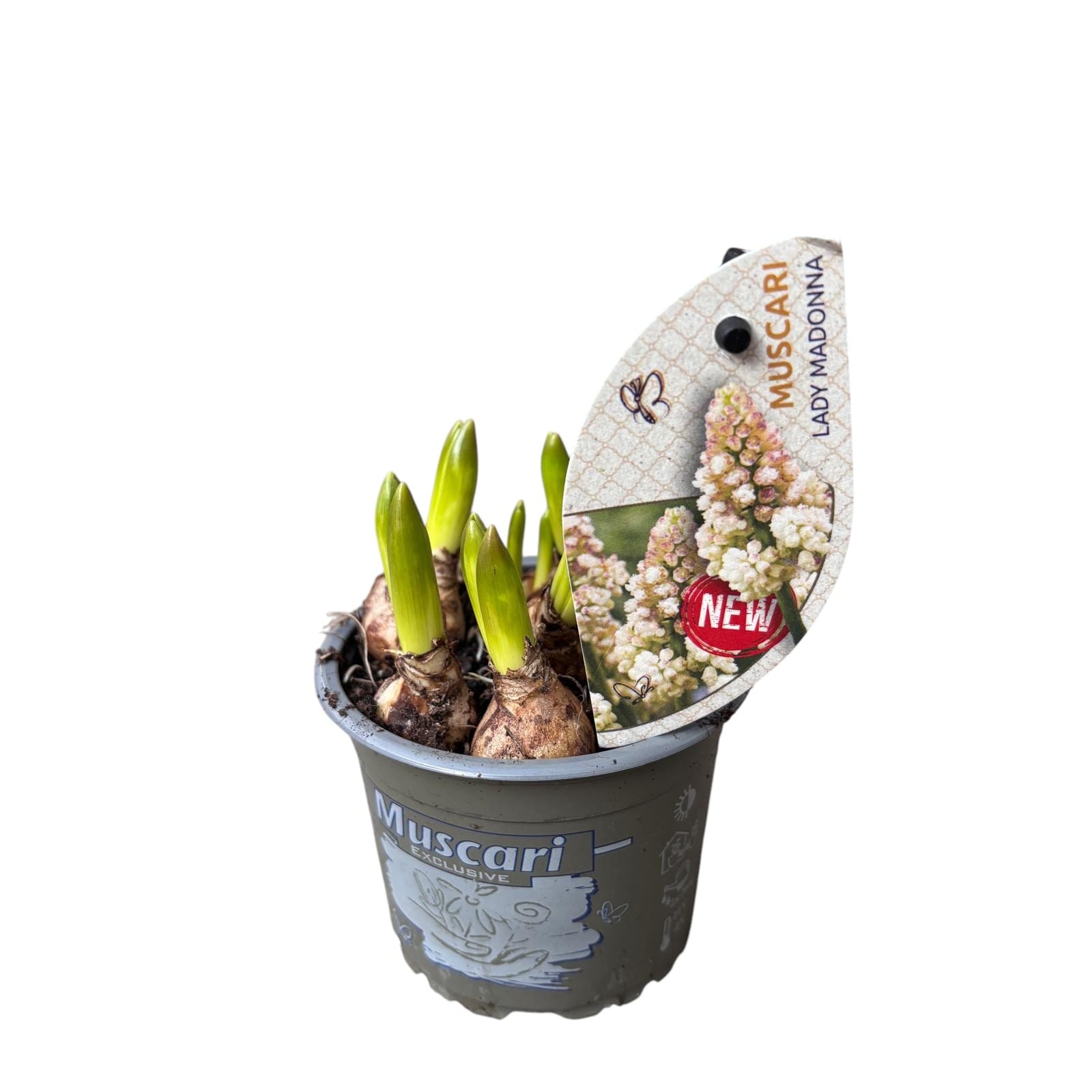 Muscari armeniacum 'Lady Madonna' (Grape Hyacinth)