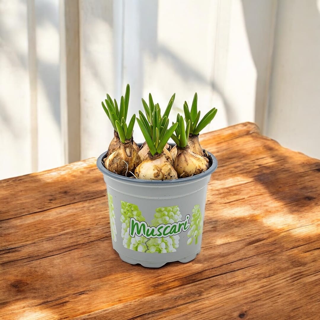 Muscari 'White Magic' (Casablanca) - Grape Hyacinth