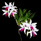 Myc. RIO's Little Treasure (C. violacea × Mcp. albopurpurea)