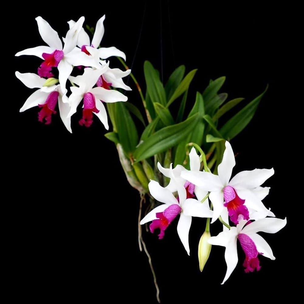 Myc. RIO's Little Treasure (C. violacea × Mcp. albopurpurea)