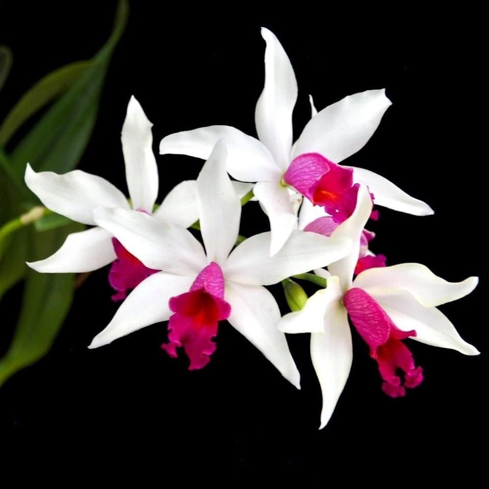 Myc. RIO's Little Treasure (C. violacea × Mcp. albopurpurea)