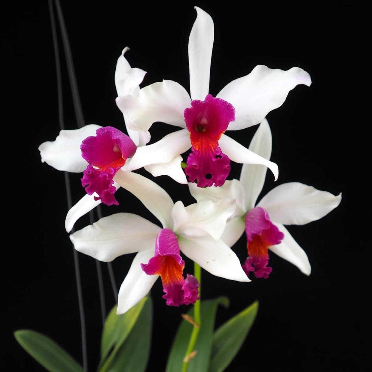 Myc. RIO's Little Treasure (C. violacea × Mcp. albopurpurea)