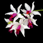 Myc. RIO's Little Treasure (C. violacea × Mcp. albopurpurea)