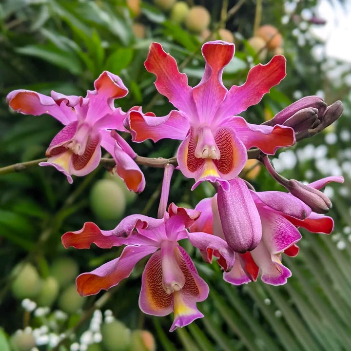 Myrmecophila tibicinis (Schomburgkia tibicinis)