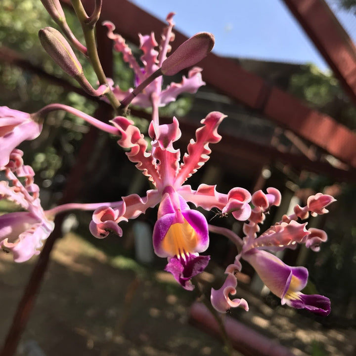 Myrmecophila tibicinis (Schomburgkia tibicinis)