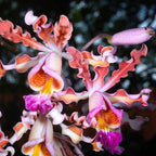 Myrmecophila tibicinis (Schomburgkia tibicinis)