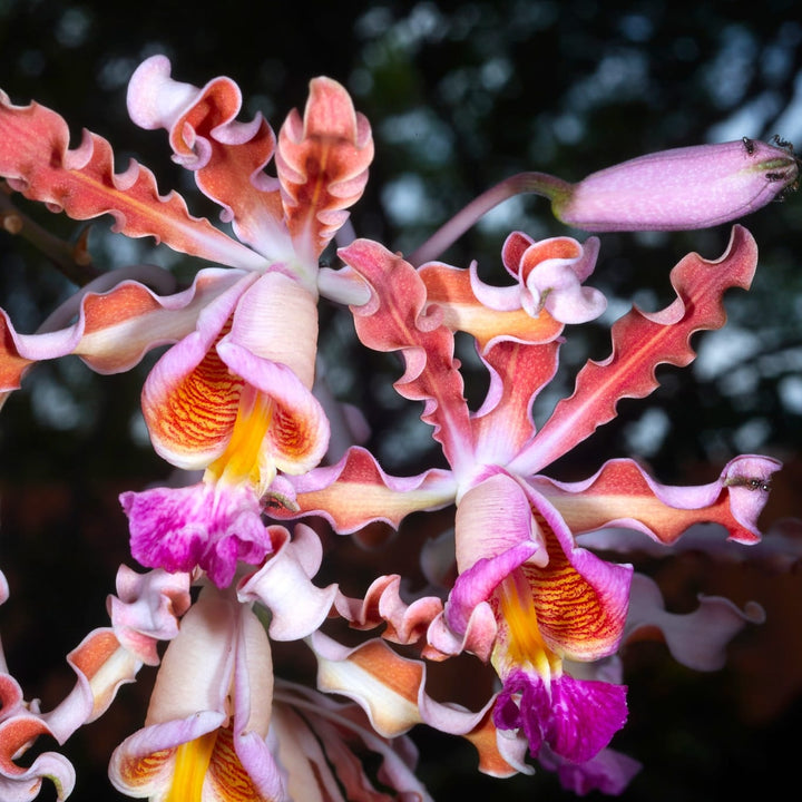 Myrmecophila tibicinis (Schomburgkia tibicinis)