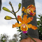 Myrmecophila tibicinis (Schomburgkia tibicinis)