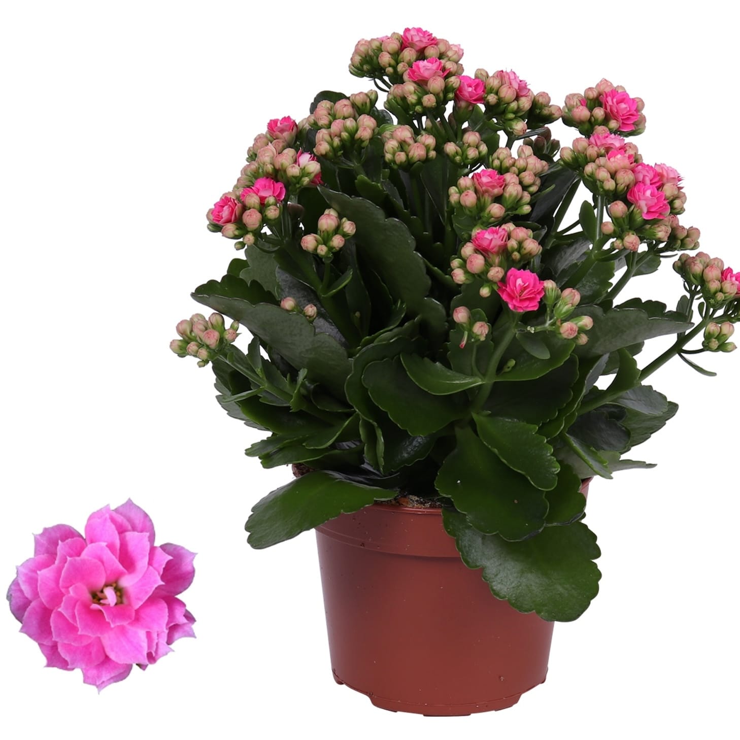 Kalanchoe blossfeldiana - mix de culori