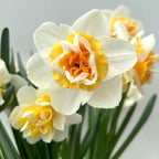 Narcissus 'Golden Pearl