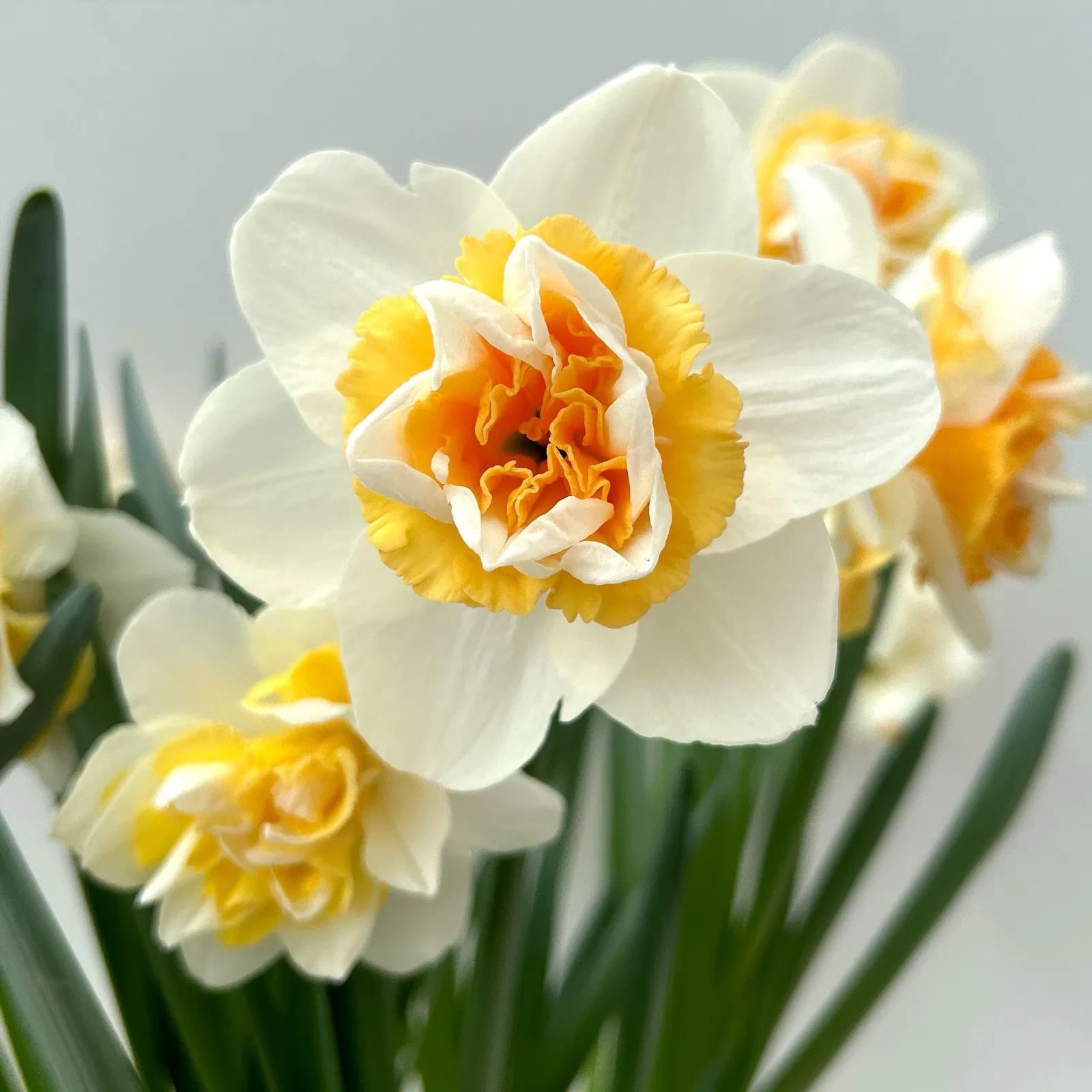 Narcissus 'Golden Pearl