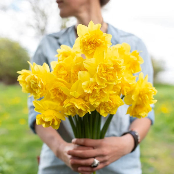 Narcissus incomparabilis 'Dick Wilden'