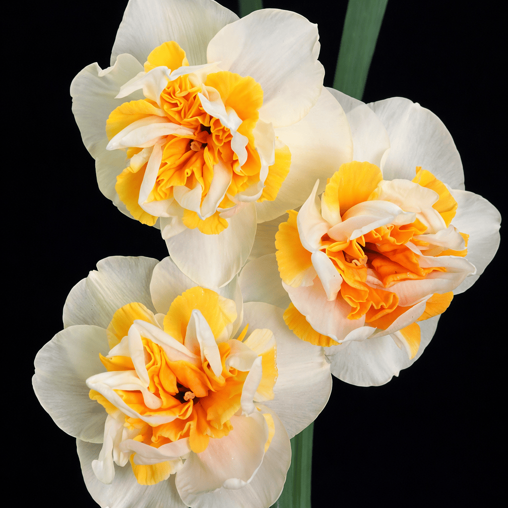 Narcissus Peach Swirl