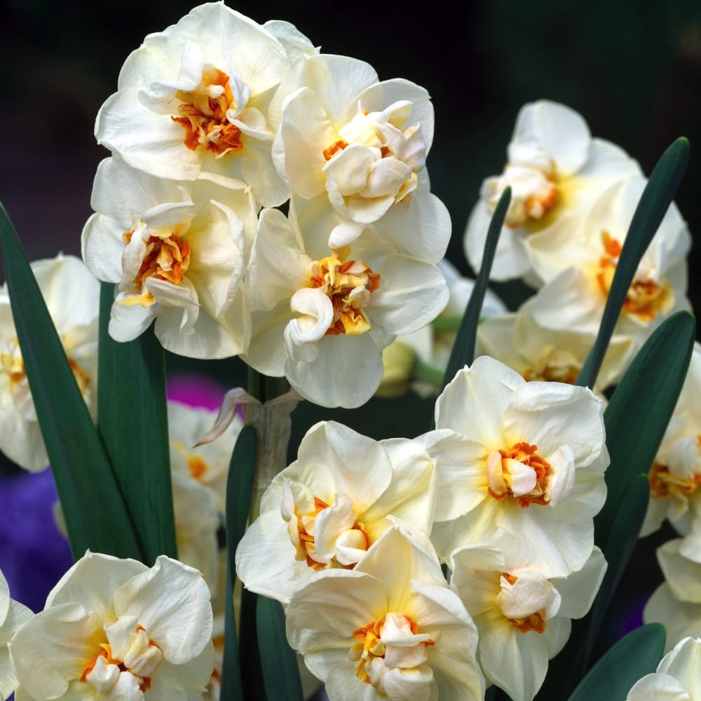 Bulbi narcise cu floare dubla - Narcissus Abba