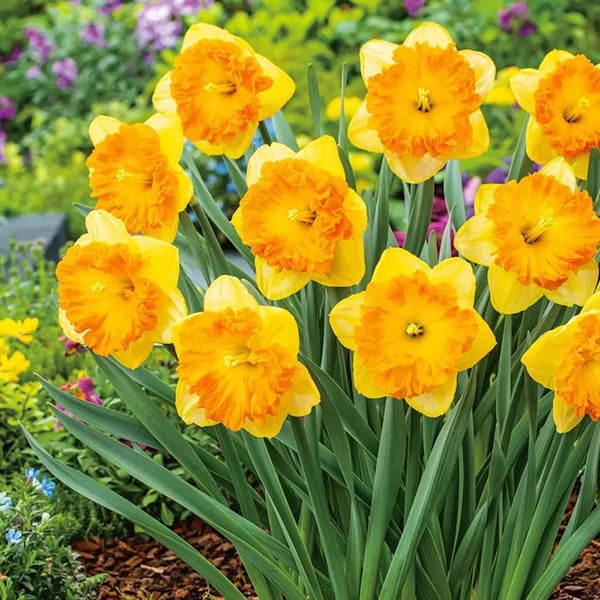 Narcise speciale -  Narcissus 'Corsage'