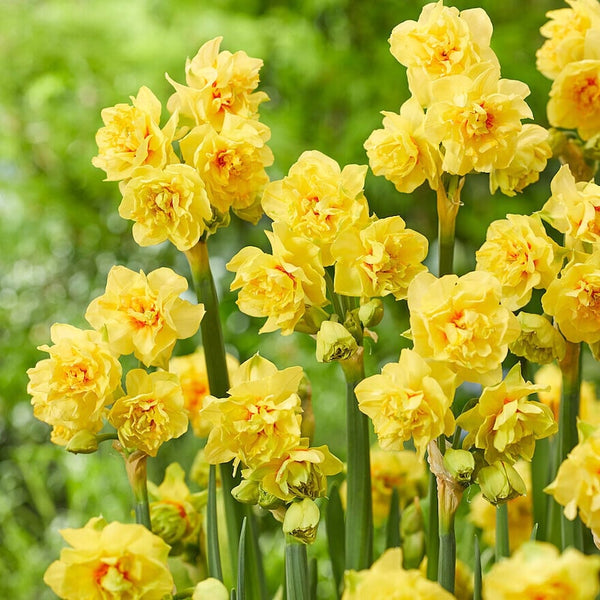 Narcise cu floare dubla -  Narcissus 'Fairness'