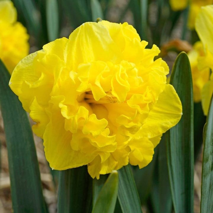 Narcise galbene batute - Narcissus 'Flyer'