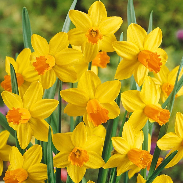 Narcise - Narcissus 'Jetfire'