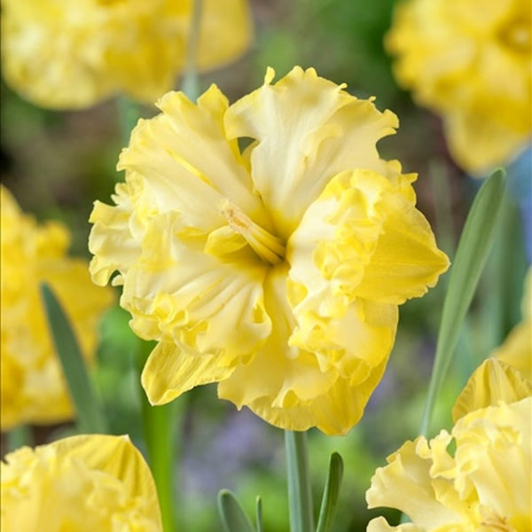 Narcise galbene batute - Narcissus 'Flyer'