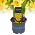 Narcise galbene - Narcissus 'Tête-à-Tête'