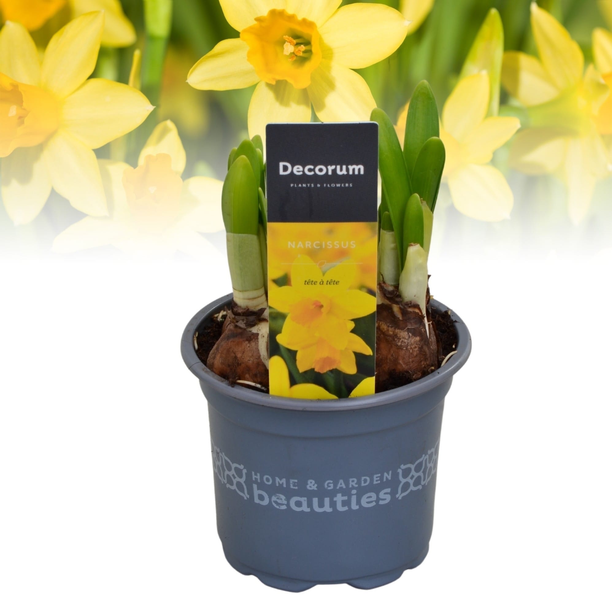 Narcise galbene - Narcissus 'Tête-à-Tête'