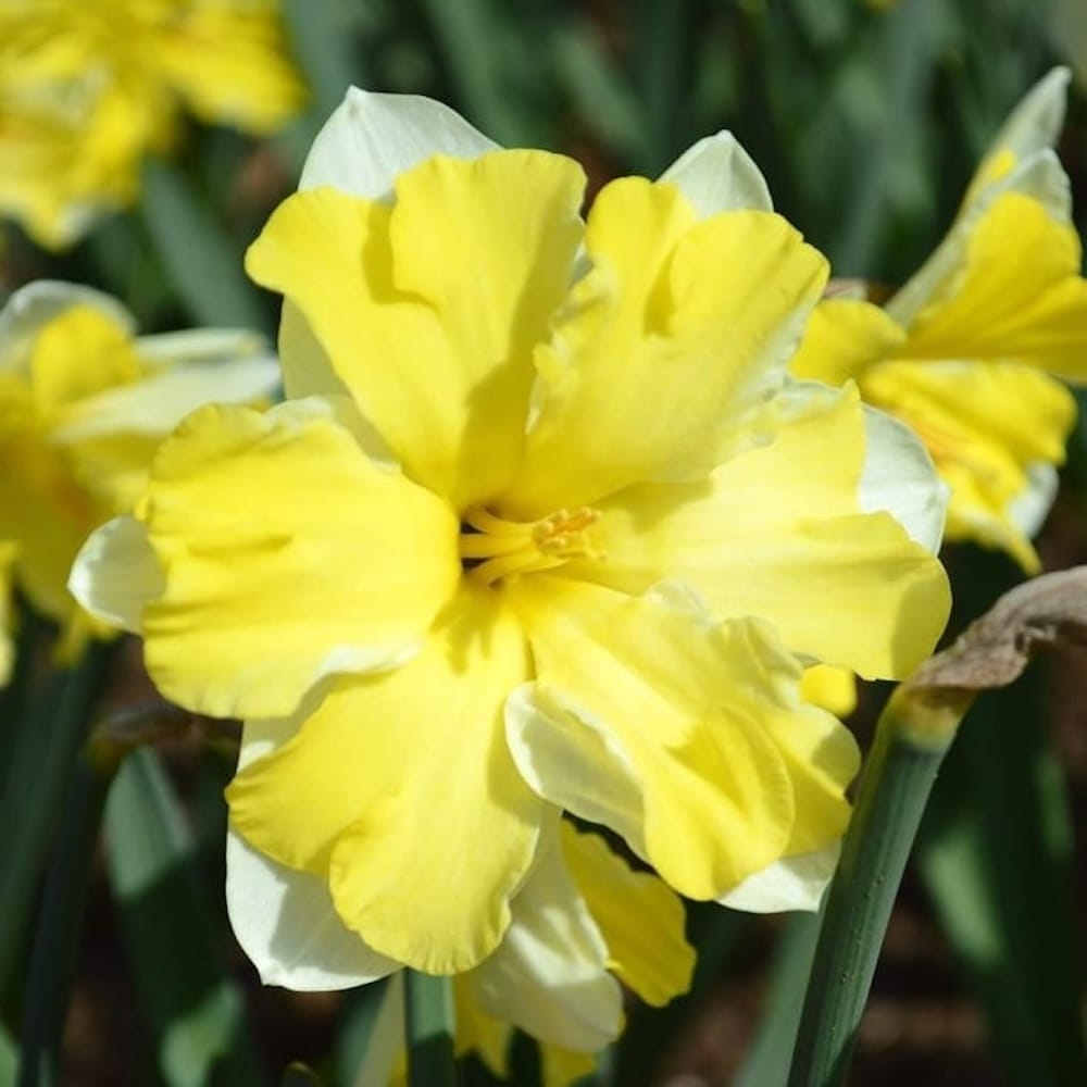 Narcissus incomparabilis 'Cassata'