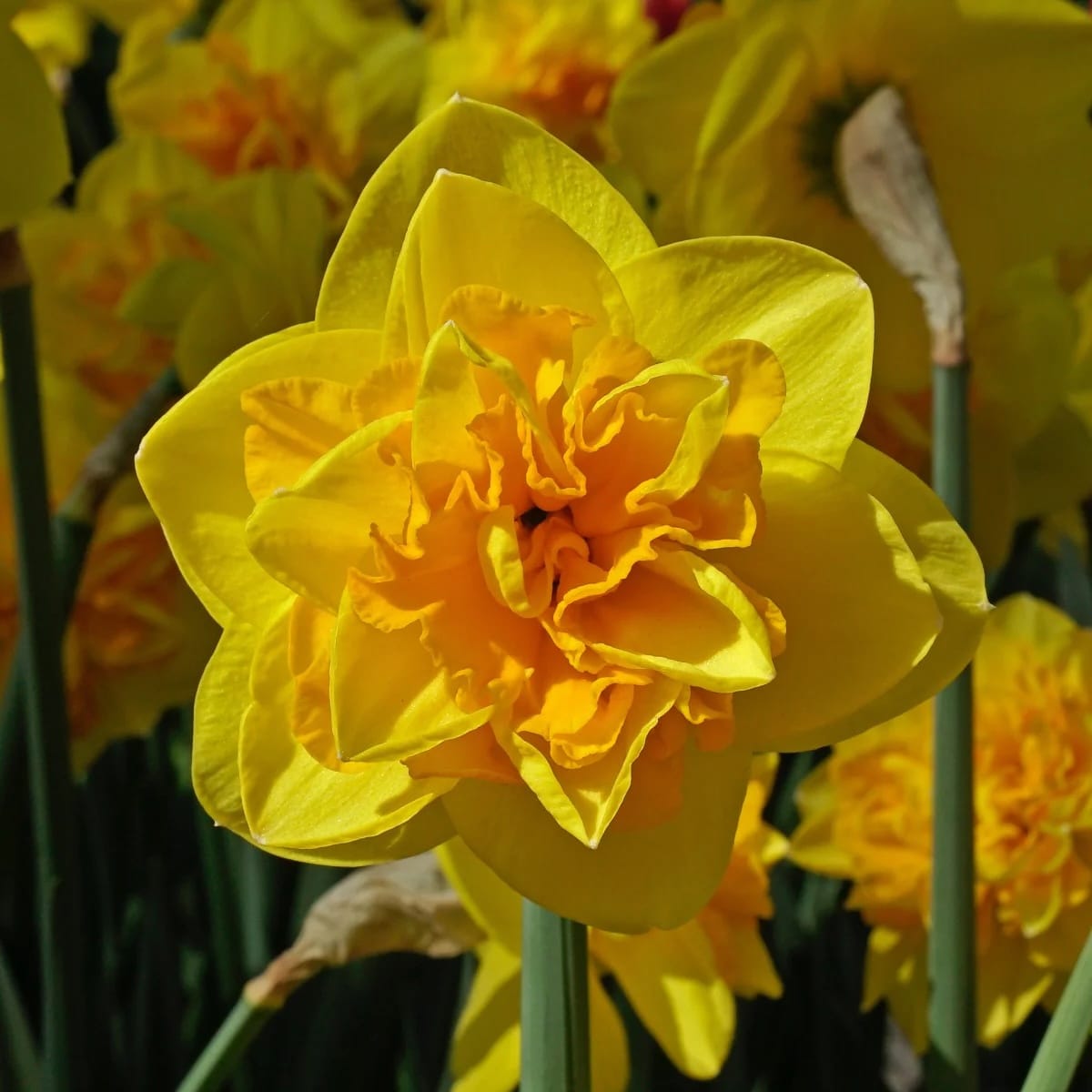Narcissus incomparabilis 'Double Sunrise'