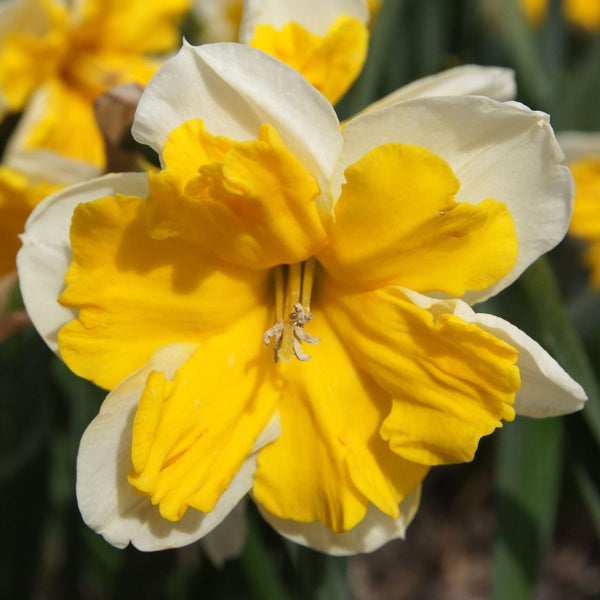 Narcissus incomparabilis 'Orangery'