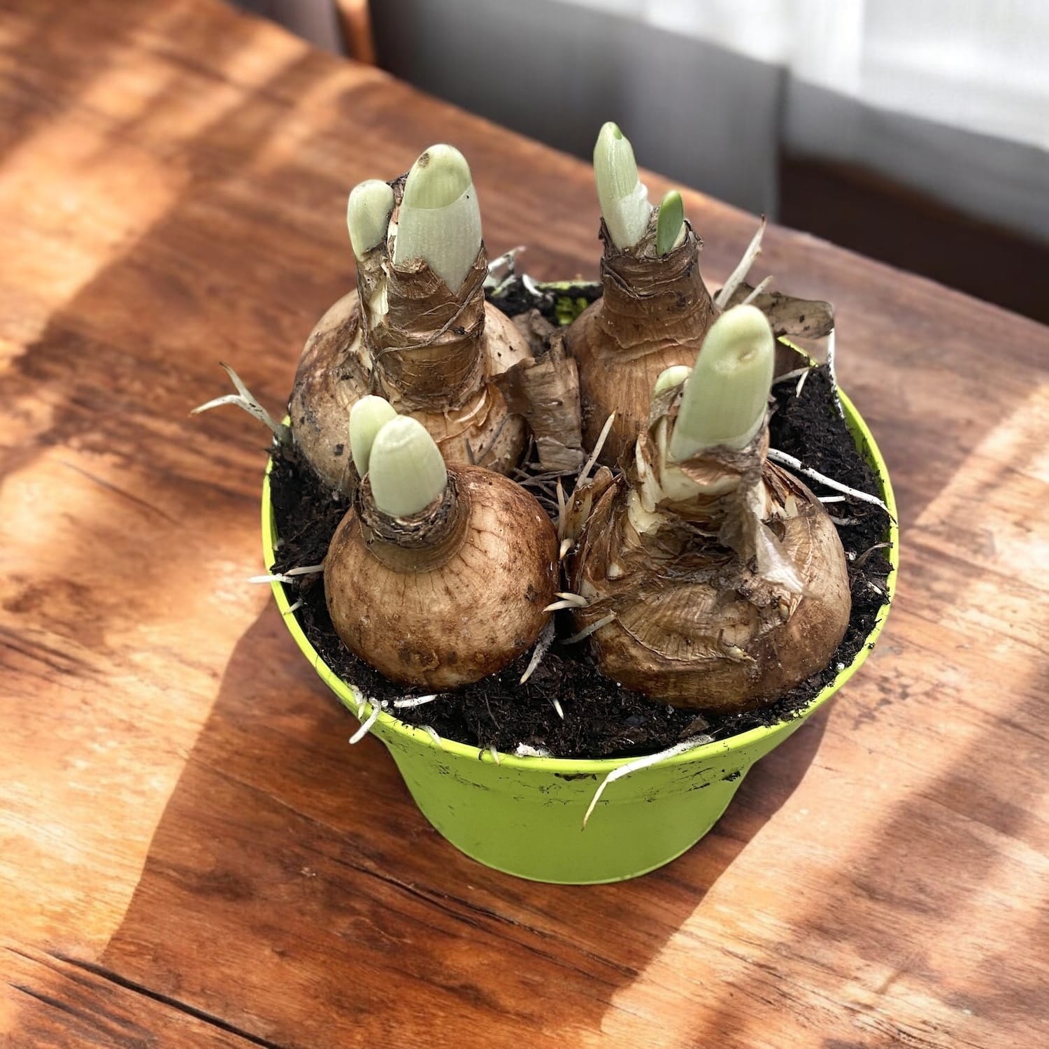 Narcissus 'Golden Pearl