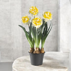 Narcise cu flori duble XL, puternic parfumate - Narcissus 'Westward'