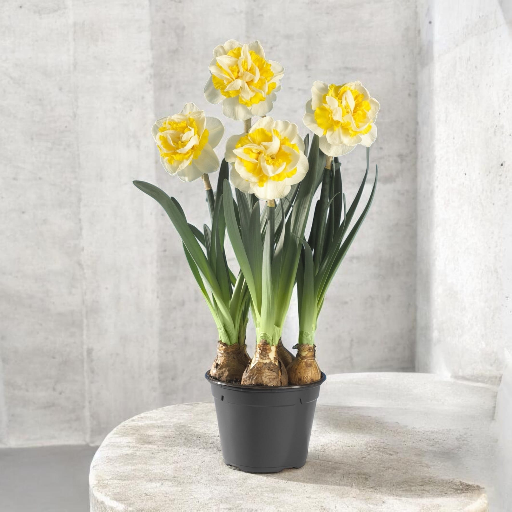 Narcise cu flori duble XL, puternic parfumate - Narcissus 'Westward'