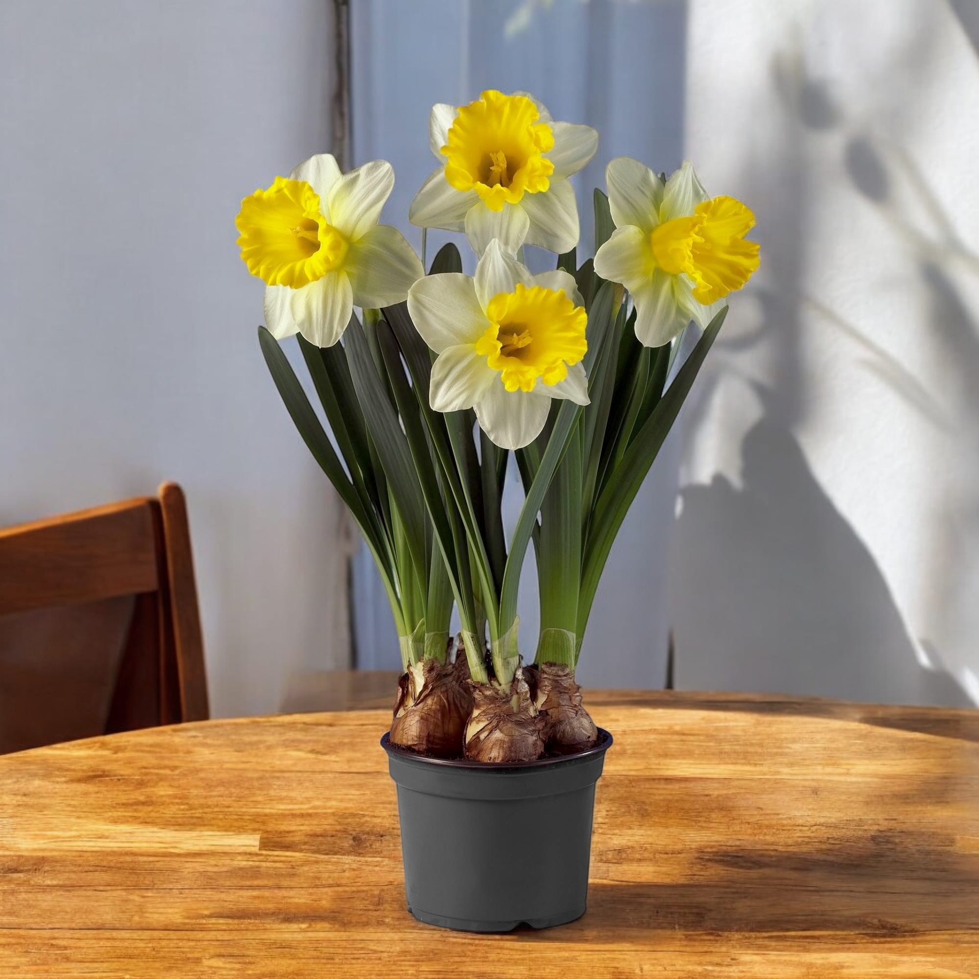タレントカード narcissus Narcisos espectaculares con flor grande - Narcissus 'Attraction