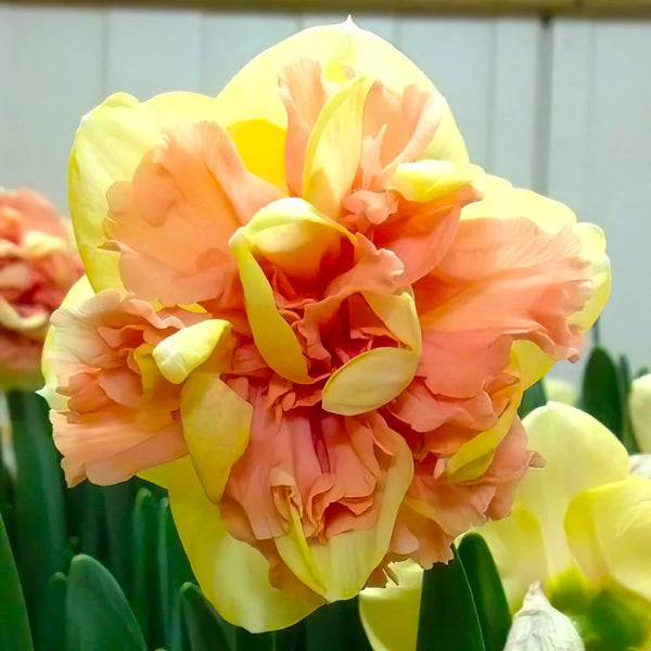 Double-flowered daffodils - Narcissus 'Bellabombe'