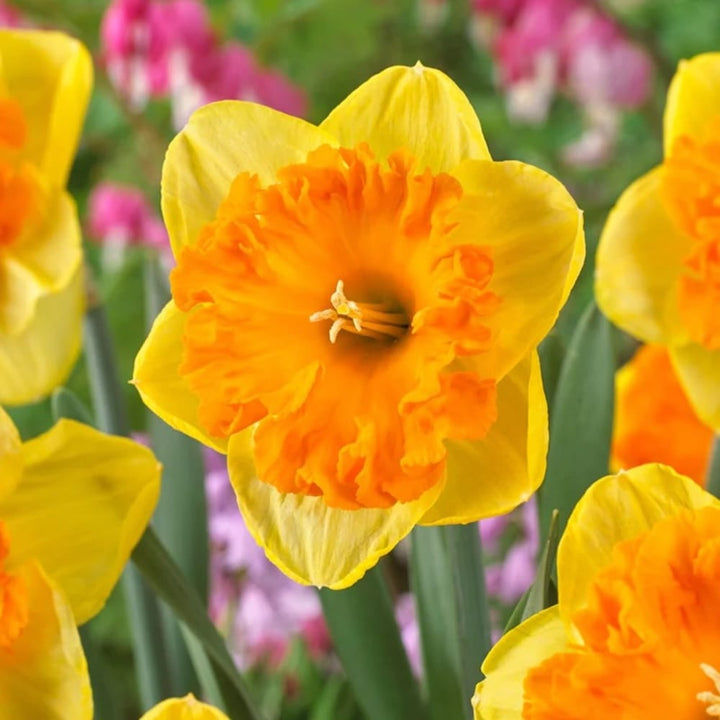 Narcise speciale -  Narcissus 'Corsage'