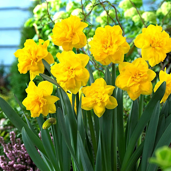 Narcissus 'Double Gold Medal'