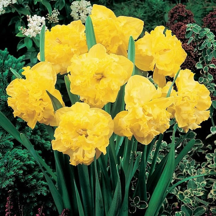 Narcise galbene batute - Narcissus 'Flyer'