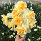 Narcissus 'Golden Pearl