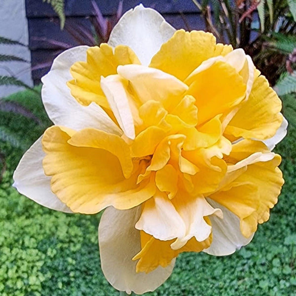 Fragrant double-flowered daffodils - Narcissus 'Growers Beauty'