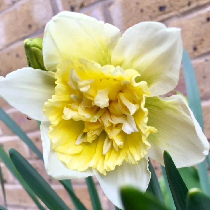 Narcissus 'Ice King'