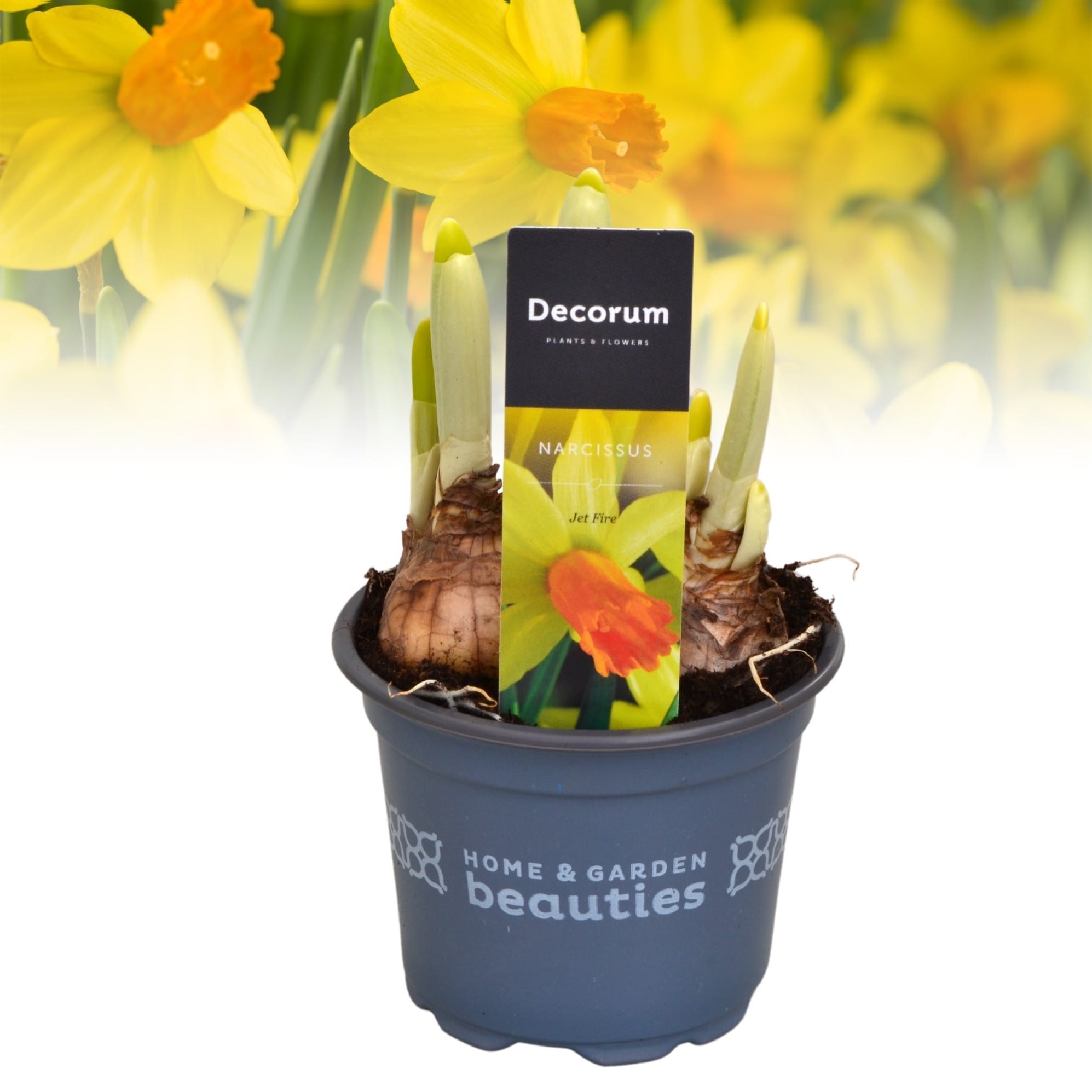 Narcissus 'Jetfire'