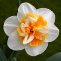 Narcissus Peach Swirl