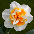 Narcissus Peach Swirl