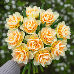 Narcissus 'Pom Pom Rose'