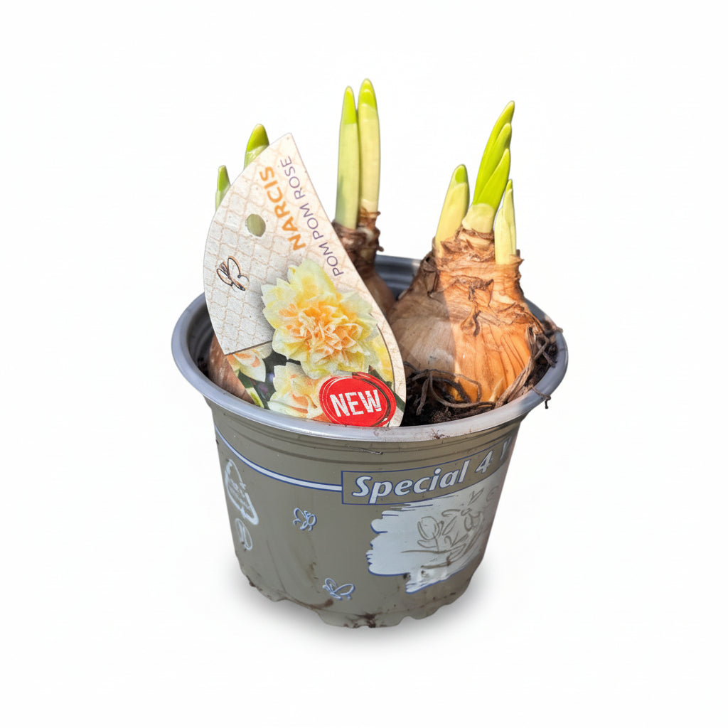 Narcissus 'Pom Pom Rose'