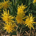 Narcissus 'Rip of Winkle' 