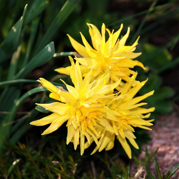 Narcissus 'Rip of Winkle' 