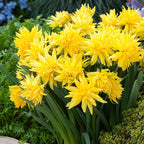 Narcissus 'Rip of Winkle'