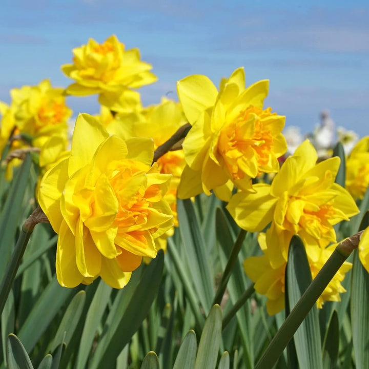 Narcissus 'Sunday Star'