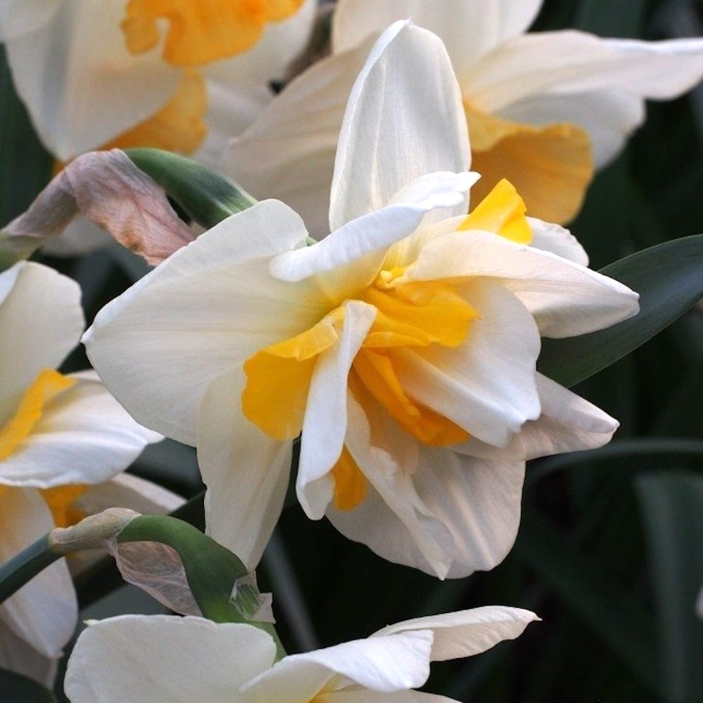 Narcissus 'White Lion'
